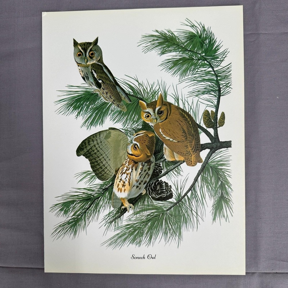 1950 Vintage Print Screech Owl  American Bird  Wall Art Illustration Audubon